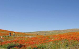 サンディエゴのお花見スポット