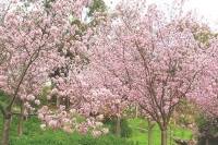 Japanese Friendship Garden