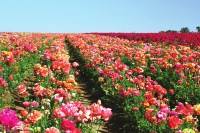 The Flower Fields