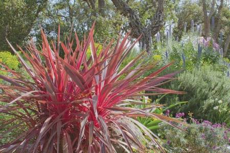 San Diego Botanical Garden