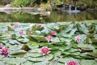 San Diego Botanical Garden