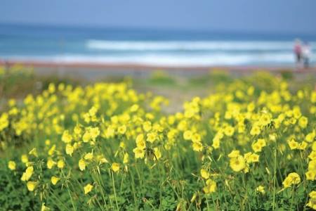 Torrey Pines State Natural Reserve